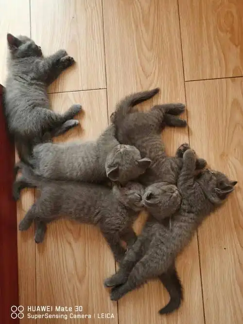 出蓝猫幼崽