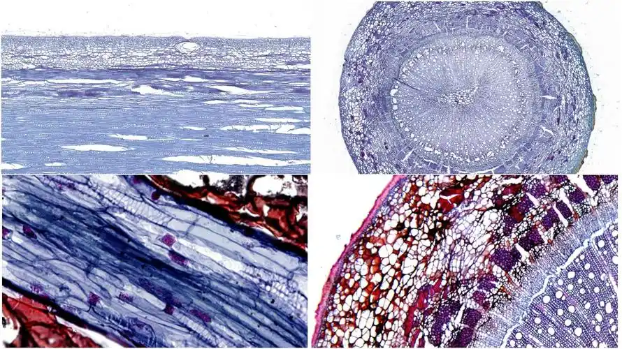 木质化的细胞壁及核呈红色,薄壁细胞及细胞质呈绿色.