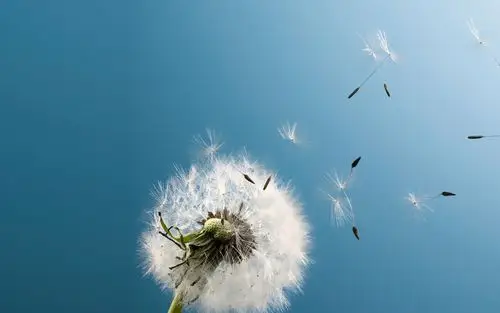 被夏天的风吹散的蒲公英壁纸