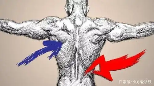 背部肌肉如何练?认识错综复杂的背部肌肉,优选动作,针对去训练