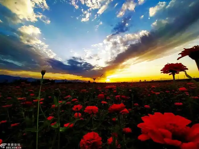 夕阳花海