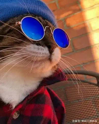 戴眼镜的猫,一种莫名的酷