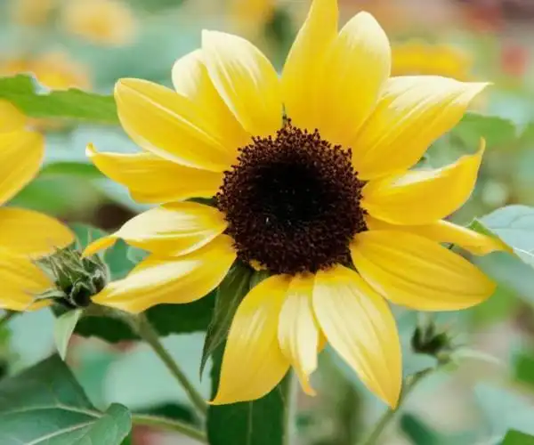 超漂亮的花草风景图片