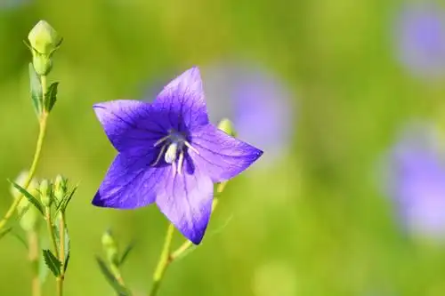 紫蓝色的梦紫蓝色的桔梗花原创摄影