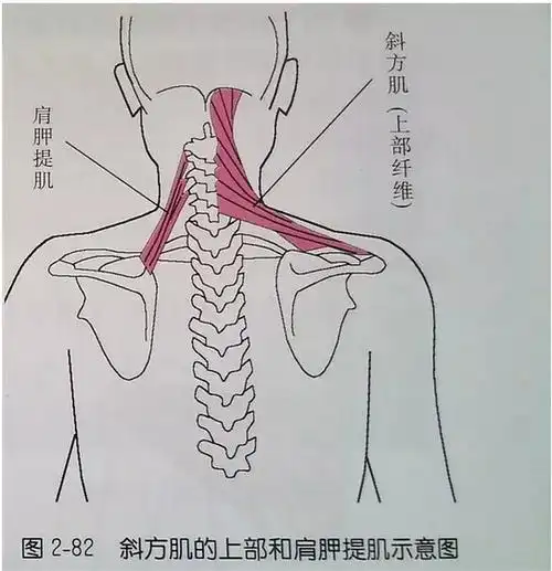 斜方肌和肩胛提肌