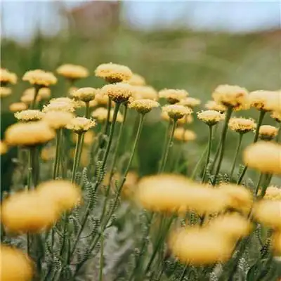 2023风景头像 吉祥好运舒心的风景图片2023年最火头像_风景头像_头像