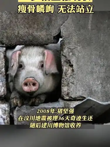 无法站立……14岁猪坚强现状:瘦骨嶙峋,无法站立…它曾挺过汶川地震
