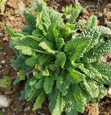 赖蛤蟆草纯野生需要联系我