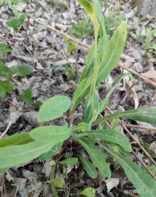 将曲曲菜作为馅料,制作成饺子或者包子,也是一种非常受欢迎的烹饪方法