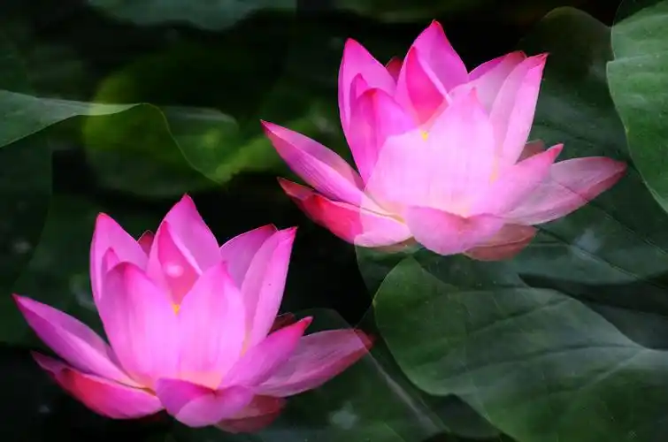 接天莲叶无穷碧,映日荷花别样红——北陵荷花赏记