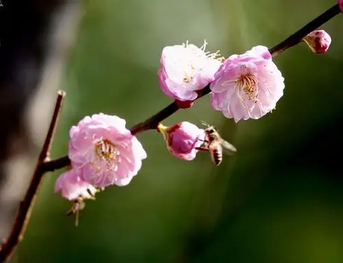 朱砂梅,俗称骨里红,为真梅系直脚梅类,枝条直伸或斜展,不下垂成拱形也