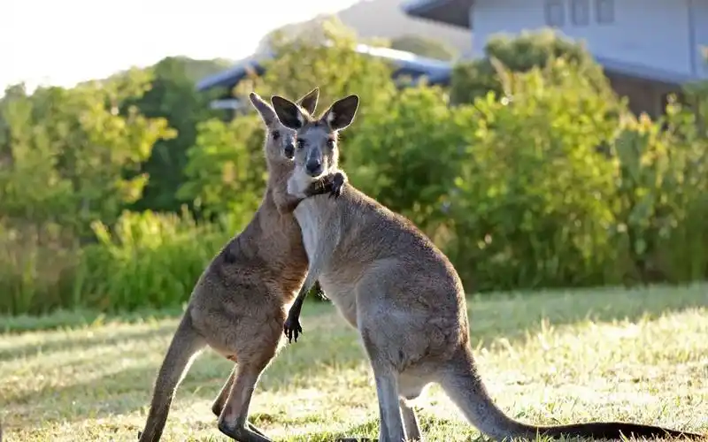 澳大利亚袋鼠图片-动物壁纸-高清动物图片-第3图-娟娟壁纸