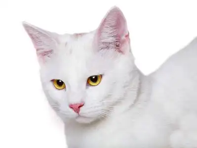 宠物隔离在白色背景上的白色小猫纹理的颜色矢量孤立地展示出可爱的