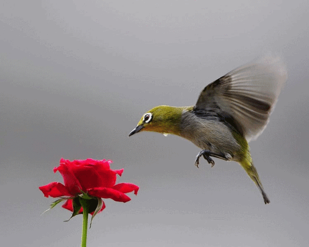【原创】让朋友的鸟飞起来 动画飞鸟