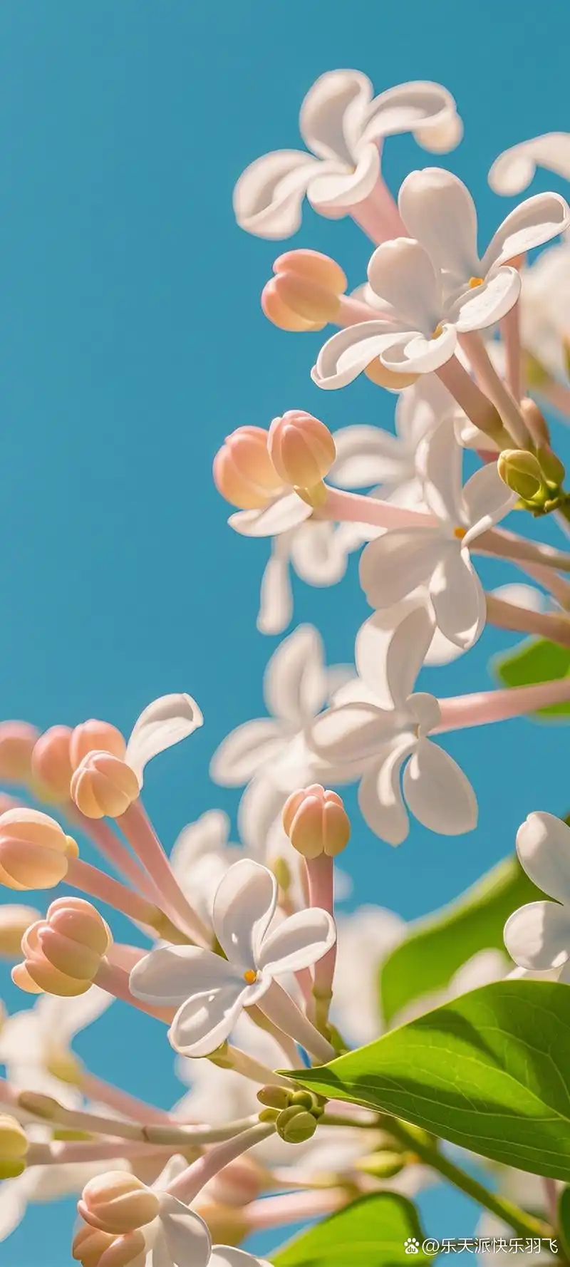蓝天下的浪漫邂逅💕  在春日的午后,我邂逅了这一片丁香花海
