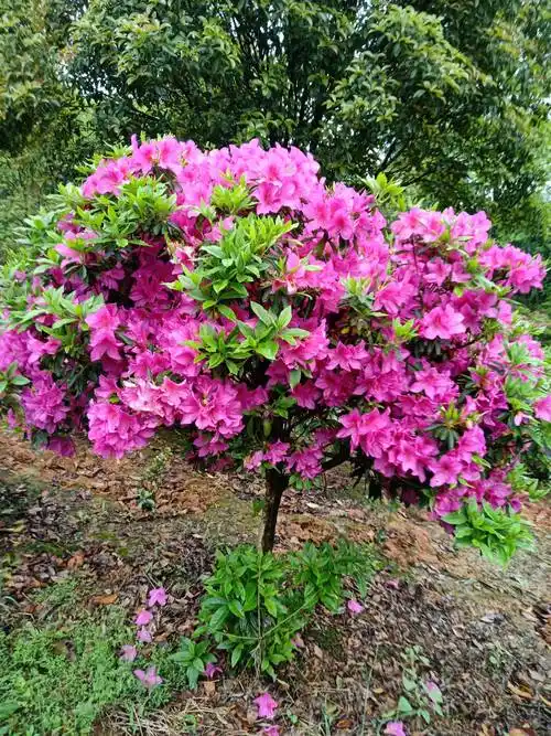 供应大厅  苗木花草  杜鹃