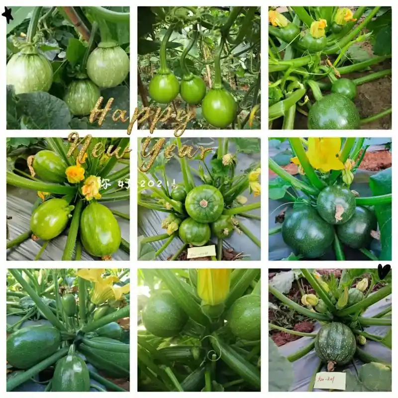 冬季西葫芦种植