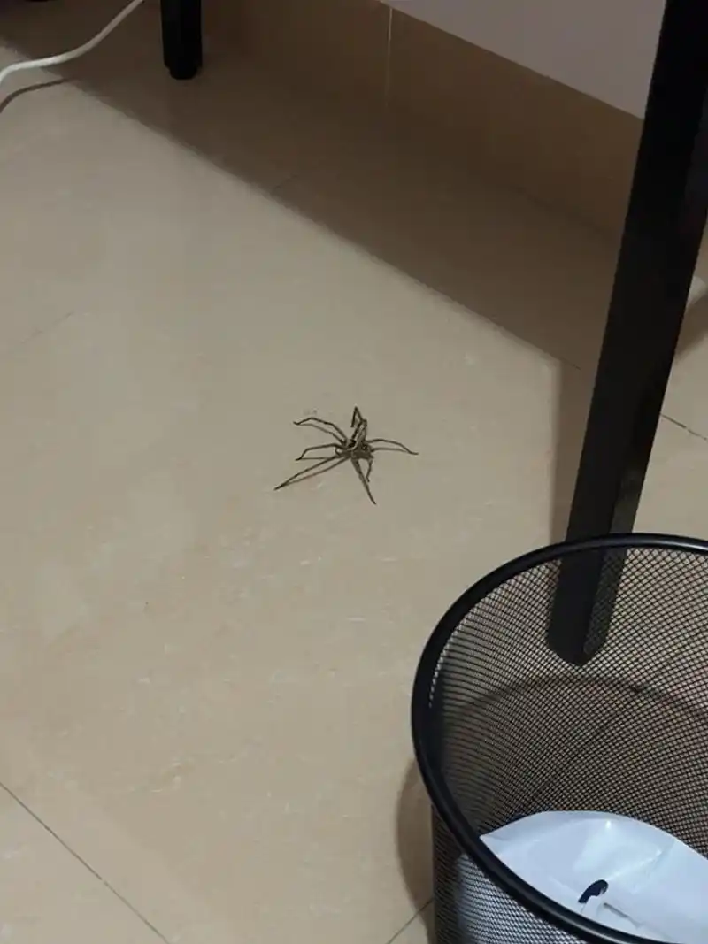 突然在家里发现了一只大蜘蛛 原本打算睡觉了突然发现有一只大蜘蛛