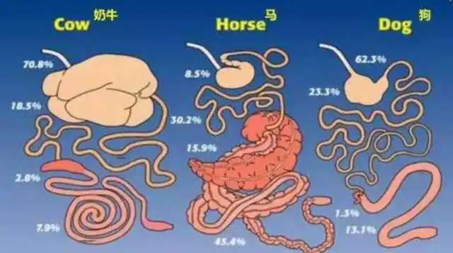 牛和羊都是靠胃来消化食物的,而马却完全不同!差别在哪儿?