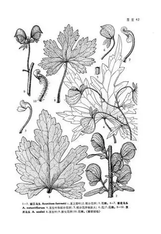 枯萎的花简笔画枯萎的花简笔画简单易学