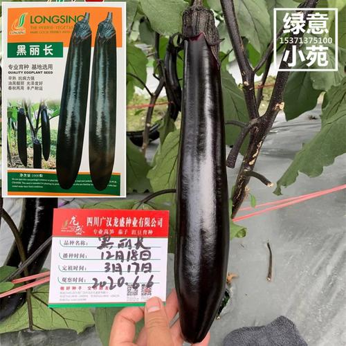 龙盛黑丽长/黑美长高档茄子种子 黑色长茄油黑长条茄孑种春秋大田