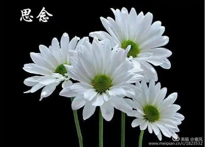 悼念父亲(随笔)