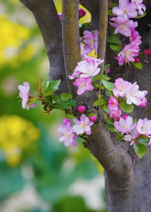 河南正阳海棠花开醉春光