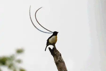 10个冷知识嗝儿屁是舶来词来自德语krepieren