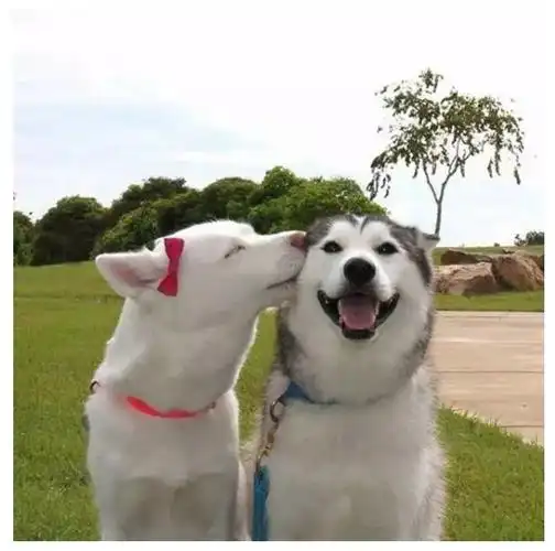 古今中外,虐狗秀恩爱最强的竟是他们