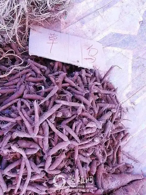 有毒勿碰!吃了会躺板板的植物冲上热搜,云南全都有!