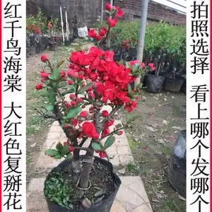 新品种 红千鸟海棠花 盆景树苗大红色复掰花长寿花海棠日本海棠