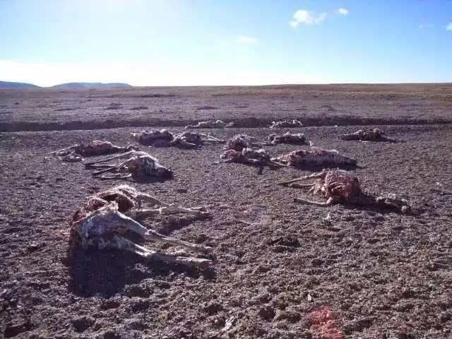 悲剧频发的可可西里无人区,为什么那么多人还要急着去"挑战"?