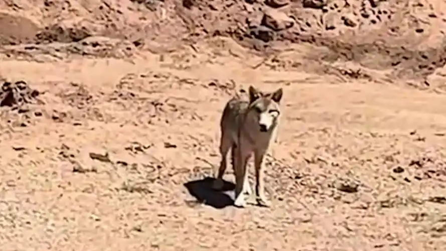 女子无人区看到狼以为是二哈 "对视了一眼还挺尴尬的" 网友:独狼是