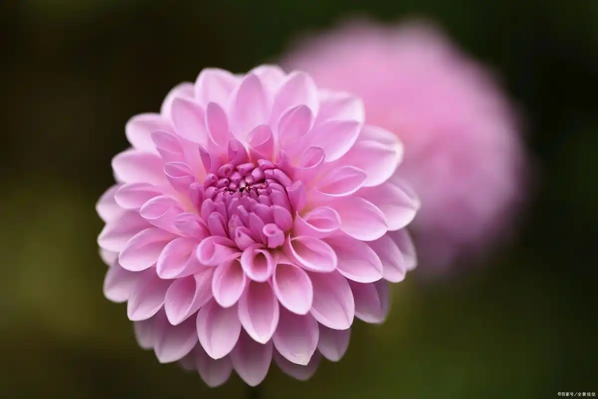 大丽花十分漂亮,它也叫地瓜花,是一种喜阳的植物.