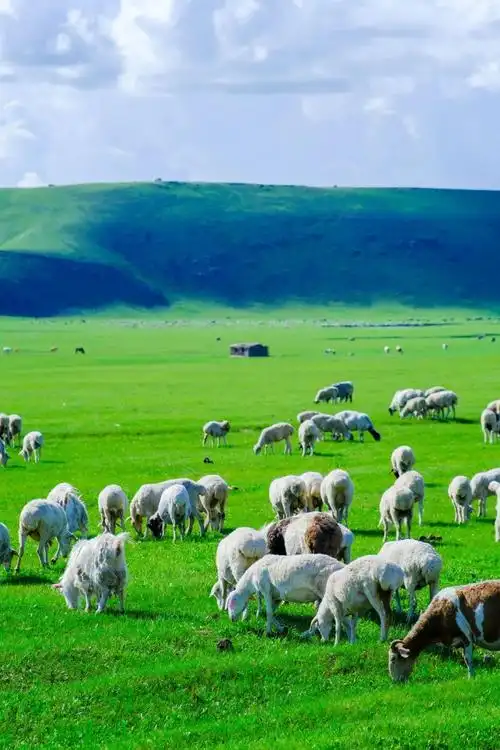 夏日限定草原壁纸上新