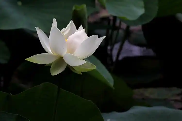 初秋植物园里白荷花