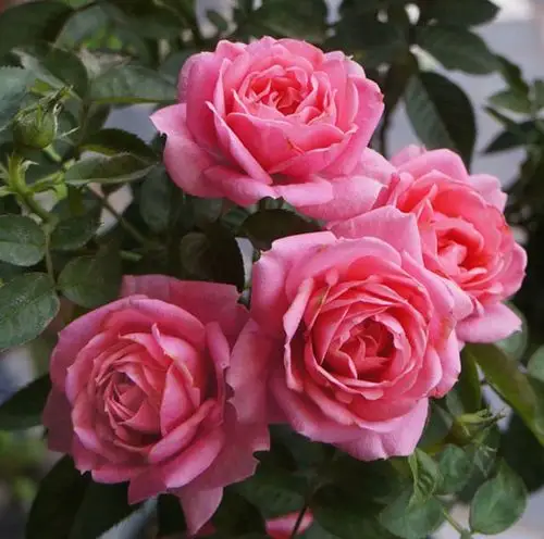 荷兰星星系列——嬉皮士星星_月季资讯_月季资讯_月季帮-中国月季网