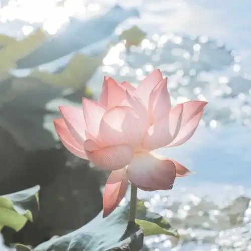 荷花头像  #头像  #可爱头像  #可爱  #微信頭像  #荷花