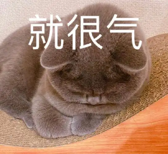 萌宠猫星人就很气生气呆萌可爱gif动图_动态图_表情包下载_soogif