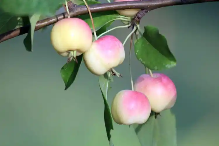 具体如下1海棠果为蔷蔽科植物西府海棠的果实海棠是优美的观赏植物,树