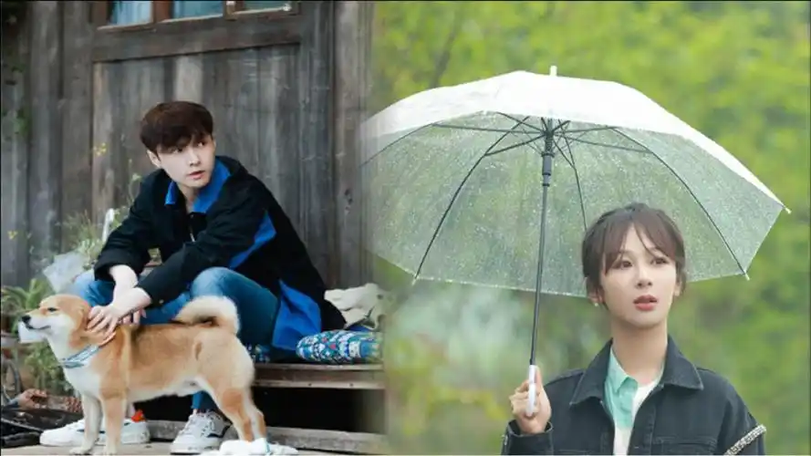 张艺兴被调侃像开屏的孔雀,期待杨紫多待一天,各方的回应太真实