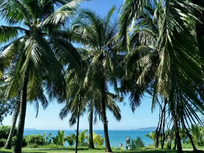 海边的椰子树