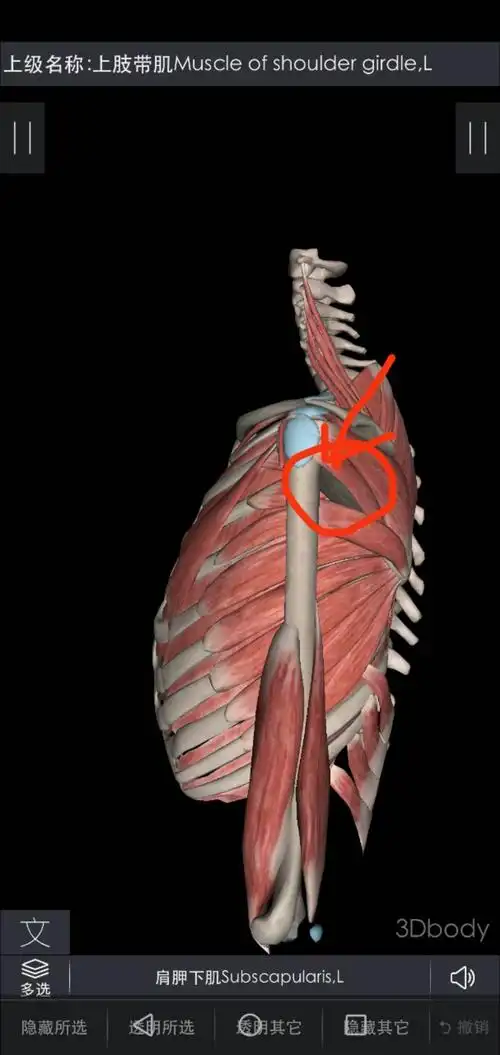 四边孔位置深层肌肉治疗仪震动2分钟 (二)手法肩胛下肌松解术10分钟!