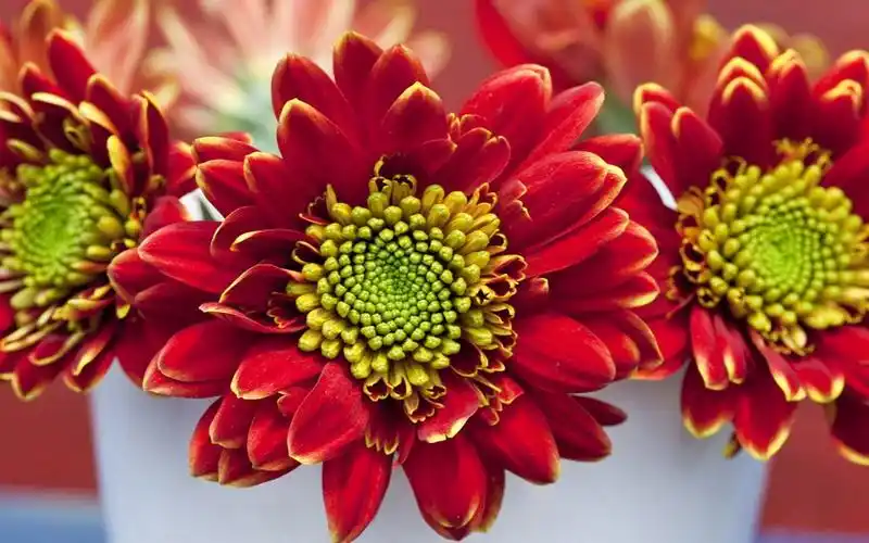 红色唯美花卉植物高清图片桌面壁纸~~为你的桌面换上一张干净清新简约