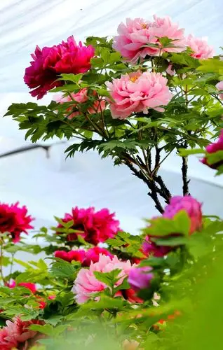 其它 牡丹醉洛阳,国色魂天香 写美篇  牡丹是中国特有的花卉之一,被誉