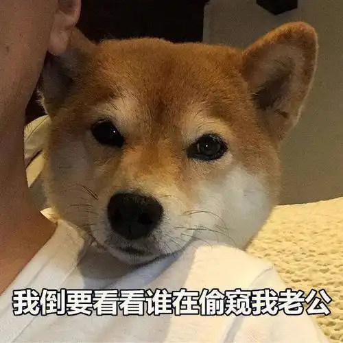狗子表情包
