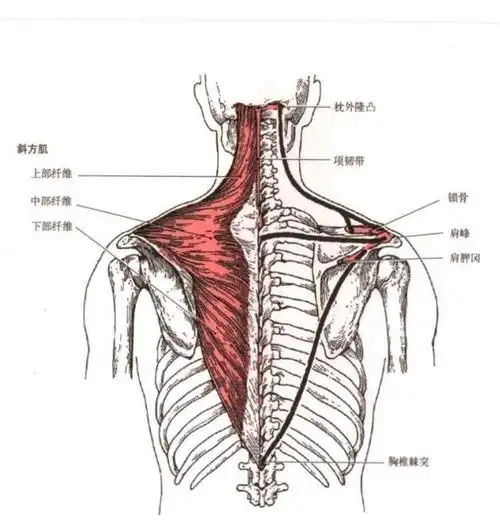 今天我们一起来回顾一下,斜方肌.