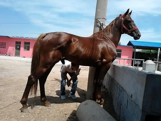 供应山东*养马场,山东哪里有卖马的,山东养马基地