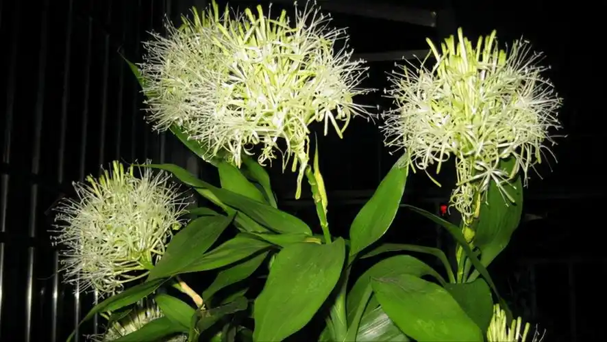 金钱树开花图片(家中养了多年的绿植竟然开花了) - 赤虎壹号