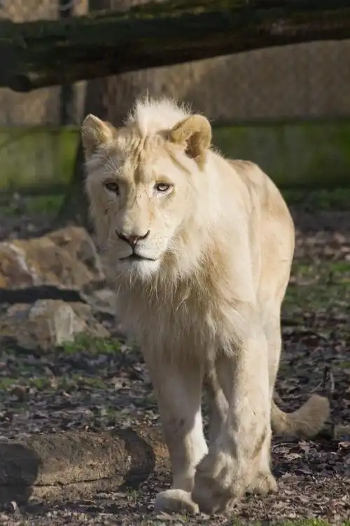 白狮子,白色雄狮 (非洲狮 krugeri)